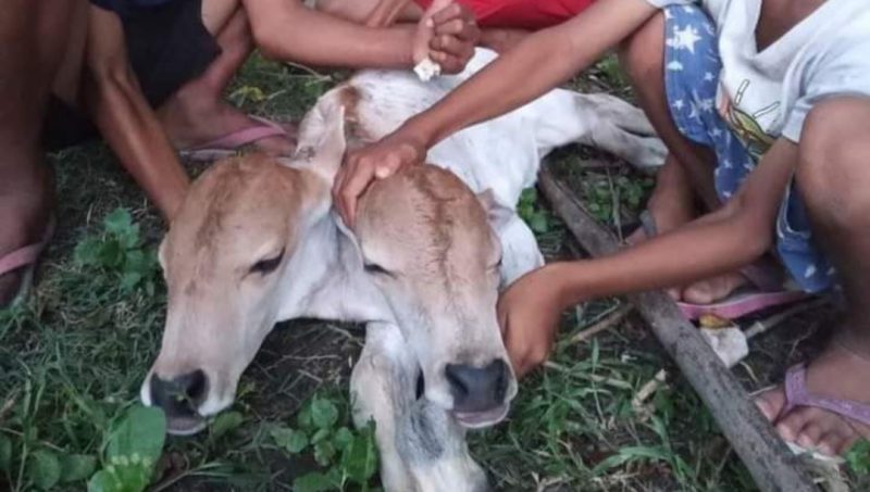 Penampakan sapi berkepala dua di Kelurahan Kayumalue Ngapa, Kecamatan Palu Utara, Kota Palu, Sulawesi Tengah, Kamis (9/12/2021)/Ist