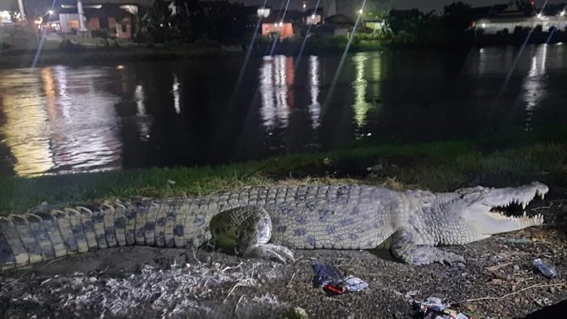 Kemunculan buaya di tepi Sungai Palu saat malam hari jadi tontonan warga, Senin (20/12/2021)/Ist