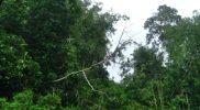 Hujan lebat yang mengguyur Kawasan Palolo, Kabupaten Sigi sejak pagi hari, mengakibatkan sejumlah pohon tumbang menimpa kabel listrik/istimewa Vito Tafwidh Raharso
