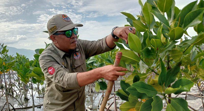 Kadis DLH Palu, Mohamad Arif memunguti sampah di area konservasi mangrove Dupa, Layana Indah, Kota Palu, Selasa (27/12/2022) sore/hariansulteng
