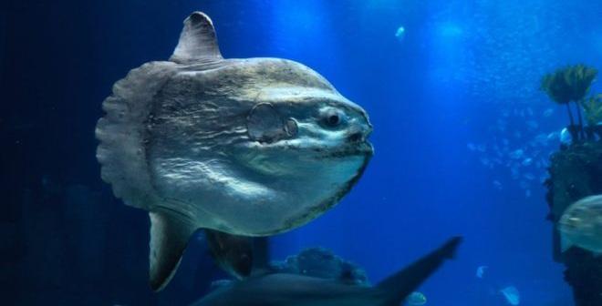 Ilustrasi - Ikan mola-mola/KKP