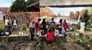 Ganjar Milenial sosialisasikan budidaya tanaman Toga kepada pemuda-pemudi di Palu/Ist