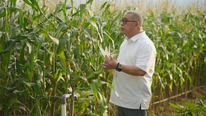 Ahmad Ali memetik jagung di perkebunan miliknya yang berlokasi di Kabupaten Sigi beberapa waktu lalu/Ist