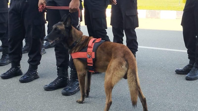 Luis, anjing pelacak milik Unit K9 Ditsamapta Polda Sulteng/Ist