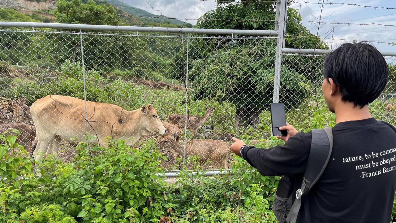 Penangkaran sapi dan rusa yang berdampingan dengan perkebunan di kawasan PT BAM (Sumber: Fandy/hariansulteng.com)