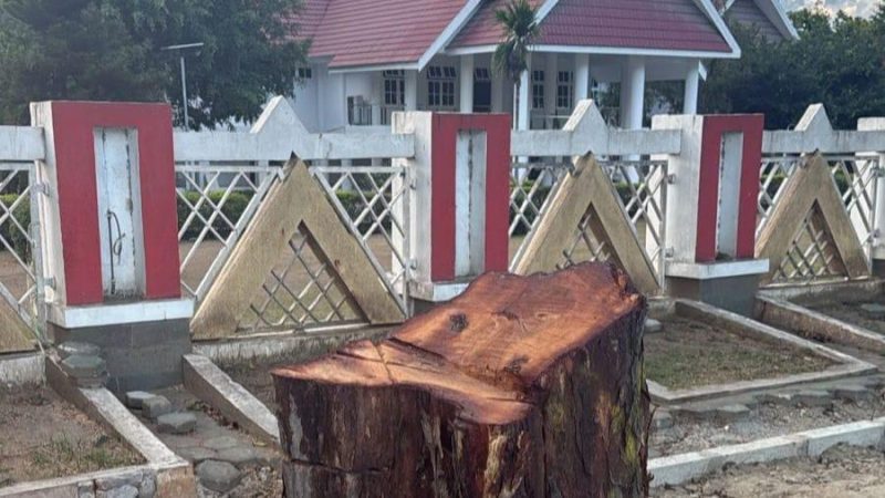 Anwar Hafid geram atas penebangan sebatang pohon di depan Rujab Gubernur Sulteng, Jalan Prof Moh Yamin, Kota Palu. (Foto: Istimewa)