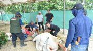 Polda Sulteng menyembelih ratusan hewan kurban saat perayaan Iduladha 1447 Hijriah, Rabu (27/5/2026). (Foto: Istimewa)