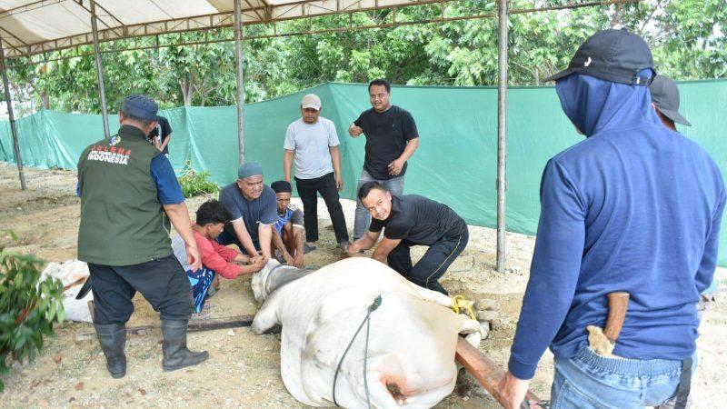 Polda Sulteng menyembelih ratusan hewan kurban saat perayaan Iduladha 1447 Hijriah, Rabu (27/5/2026). (Foto: Istimewa)