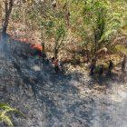 Kebakaran hutan dan lahan di Desa Huhak, Kecamatan Pagimana, Kabupaten Banggai, Minggu (2/8/2026). (Foto: Istimewa)