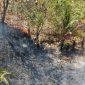 Kebakaran hutan dan lahan di Desa Huhak, Kecamatan Pagimana, Kabupaten Banggai, Minggu (2/8/2026). (Foto: Istimewa)