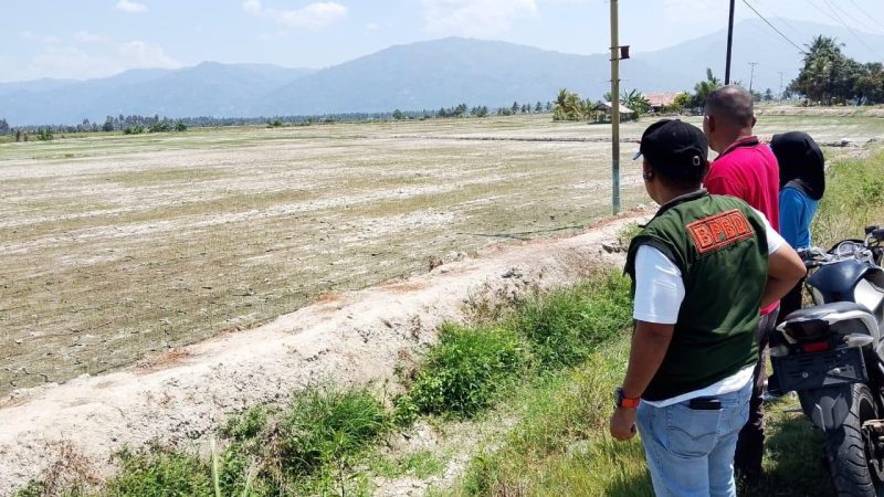 Kemarau panjang yang terjadi memukul sektor pertanian di tiga kecamatan di Kabupaten Parigi Moutong (Parimo). (Foto: Istimewa)