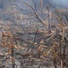 Kebakaran hutan dan lahan (karhutla) melanda Desa Siboang, Kecamatan Sojol, Kabupaten Donggala, Kamis (17/9/2026). (Foto: Istimewa)