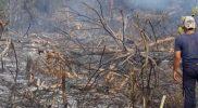 Kebakaran hutan dan lahan (karhutla) melanda Desa Siboang, Kecamatan Sojol, Kabupaten Donggala, Kamis (17/9/2026). (Foto: Istimewa)