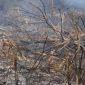 Kebakaran hutan dan lahan (karhutla) melanda Desa Siboang, Kecamatan Sojol, Kabupaten Donggala, Kamis (17/9/2026). (Foto: Istimewa)