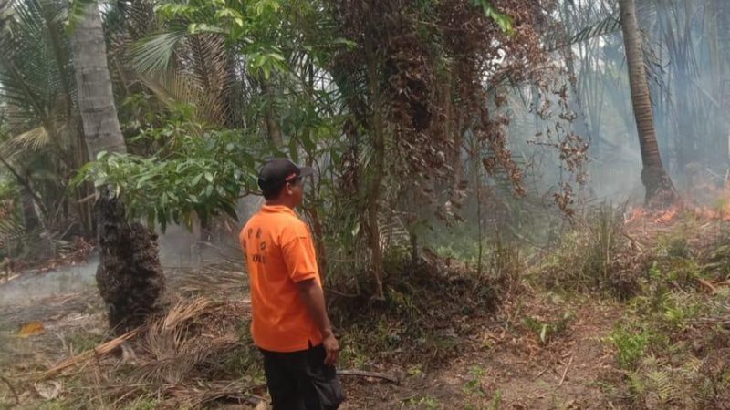 Kebakaran hutan dan lahan (karhutla) terjadi di Kelurahan Bailo, Kecamatan Ampana, Touna, Senin (26/10/2026). (Foto: Istimewa)