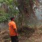 Kebakaran hutan dan lahan (karhutla) terjadi di Kelurahan Bailo, Kecamatan Ampana, Touna, Senin (26/10/2026). (Foto: Istimewa)